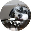 펫딩 네이버블로그