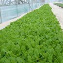 토고미농장 이미지