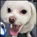 베베펫 천안 강아지분양 고양이분양 이미지