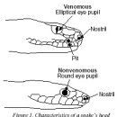 General Snake Information 이미지