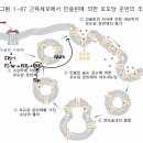 근육세포에서 인슐린에 의한 포도당 운반의 조절 이미지