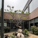 꽃보다예쁘개 | 청주 용암동 대형카페 데어데어 후기｜주차 편한 토이마켓 근처 카페