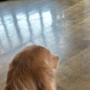 행복하개키울고양 이미지