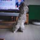 고양이날다 이미지