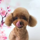 허니비 펫살롱 이미지