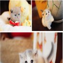 강남고양이분양 나비캣 이미지