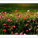 태화목장 이미지