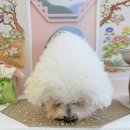 퍼피야놀자 이미지