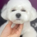 위드미펫살롱 이미지