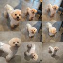 반올림피자샵 포항효자점 | Check in-!