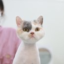 묘신사 그루밍 이미지