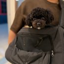 서현애견미용실 이미지