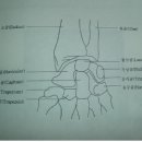 wrist joint교정법 이미지