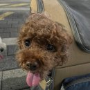 로뎀동물병원 | [로뎀나무동물병원] 강아지 유선종양 + 자궁축농증 수술 후기(과정/비용)