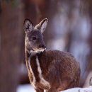 신의 젖줄 | 달빛 머금은 사향의 기도