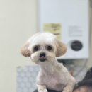 뽀송하개 애견미용 이미지