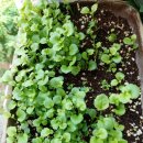 로벨리아 이미지