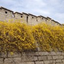 개나리세탁 이미지