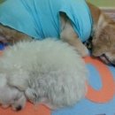 마티애견 이미지