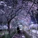 광천북길 | [남원 벚꽃 명소] 인파 없는 숨은 야간 벚꽃길, 광천북길 산책 후기 (내년 봄 여행 추천)