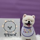 솜솜 애견미용 이미지