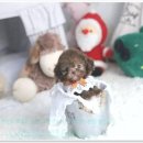 더펫 강아지분양 고양이분양 일산본점 이미지