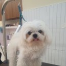 디디애견미용 이미지