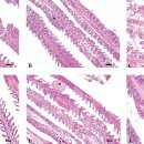 귀족도미의 Sparicotyle chrysophrii치료를 위한 fenbendazole경구투여 이미지