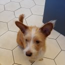 하얀기린 동물병원 이미지