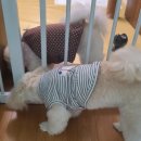 룰루랄라 이미지