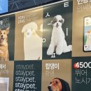 마이펫톡톡 이미지