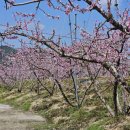 복사꽃수레마을 이미지