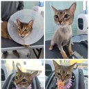 댕냥이살롱 이미지