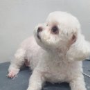 스담멍스 이미지