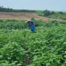 고바우농장 이미지