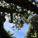 이돈갓 | [제주 2박 3일 코스]제주에서의 마지막 날(서귀포 올레시장, 기념품 가게, 제주공항 근처 돈까스 맛집...