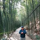 섬진강대나무숲길 이미지