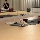 인바디 체형교정 요가 | 신림요가 찾다가 다녀온 그린요가&amp;체형교정 후기