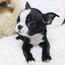 강쥐애견샵 이미지