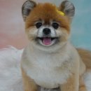 그루메이트 Groomate 이미지