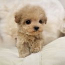 해시도그 이미지