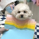 수원 퍼스널컬러 강아지 퍼스널컬러 컬러를채우다 - 멍스널컬러 후기