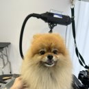 뽀송뽀송강아지미용실 이미지