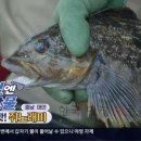 연포횟집
