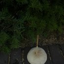 파랑새노래연습장 이미지