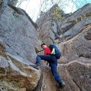 늑대와 여우 이미지