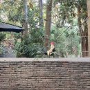 요가(야간) | 엄마랑 치앙마이 여행 ④ / 아시아트립 왓우몽&amp;도이수텝 사원 야간투어 내돈내산후기