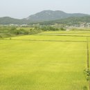 홍성한우타운