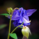 망 미 정 이미지