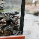 개구리 이미지